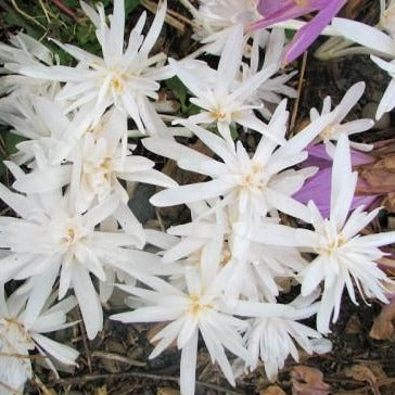 Colchicum Autumnale Alboplenum   (Herfsttijloos).   Vrij zeldzame soort van Colchicum met mooie witte dubbele bloemen.