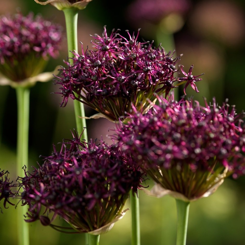 Allium Atropurpureum     Geen courante soort wederom, dus niet zo bekend bij het grote publiek, maar zeker de moeite waard te ontdekken alwas het maar om die mooie intense kleur.