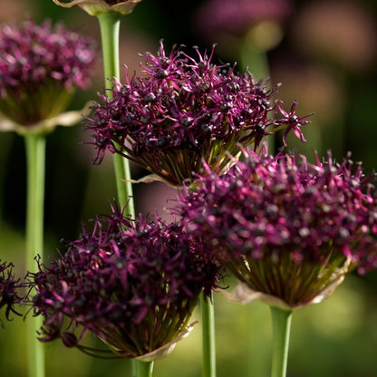 Allium Atropurpureum     Geen courante soort wederom, dus niet zo bekend bij het grote publiek, maar zeker de moeite waard te ontdekken alwas het maar om die mooie intense kleur.