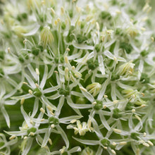 Afbeelding in Gallery-weergave laden, Allium Mount Everest      Witte, grootbloemige Allium Stipitatum van zo’n 100 à 125 cm hoog.   
