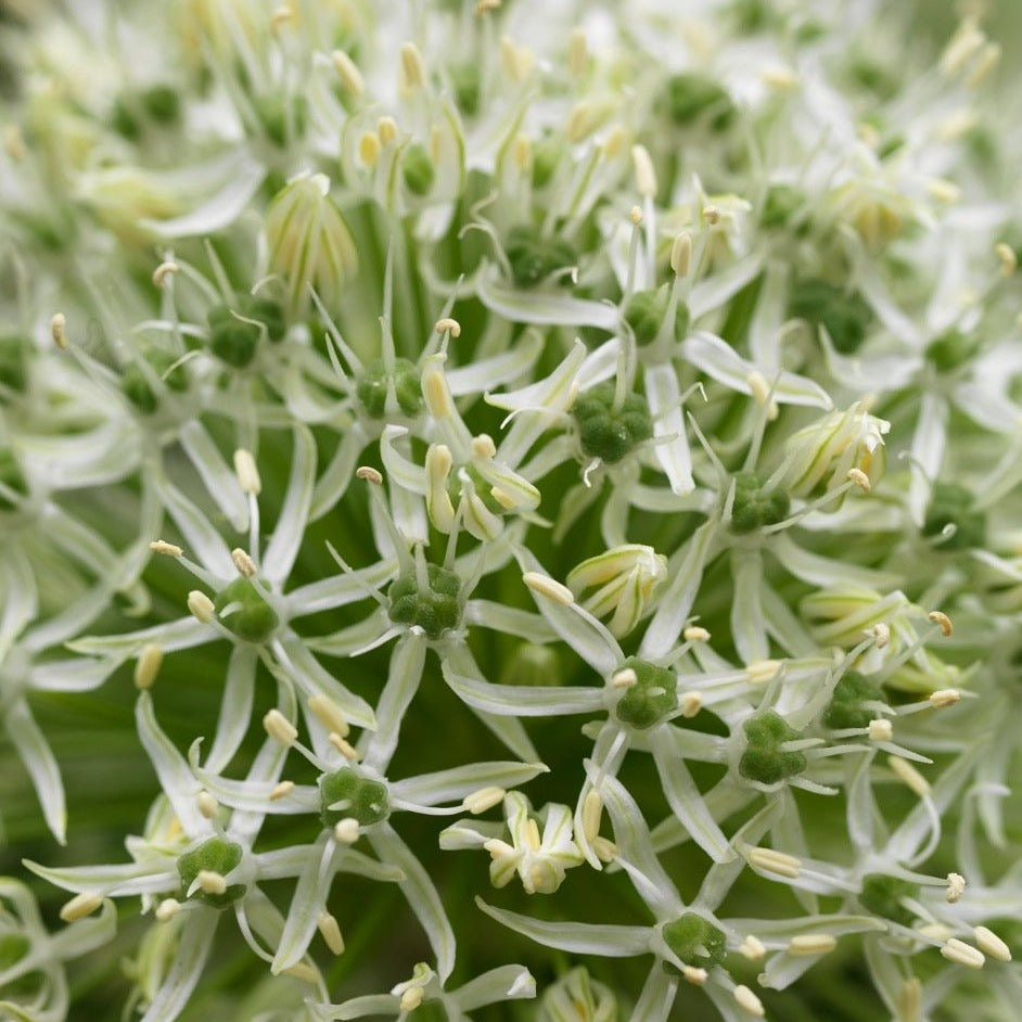 Allium Mount Everest      Witte, grootbloemige Allium Stipitatum van zo’n 100 à 125 cm hoog.   