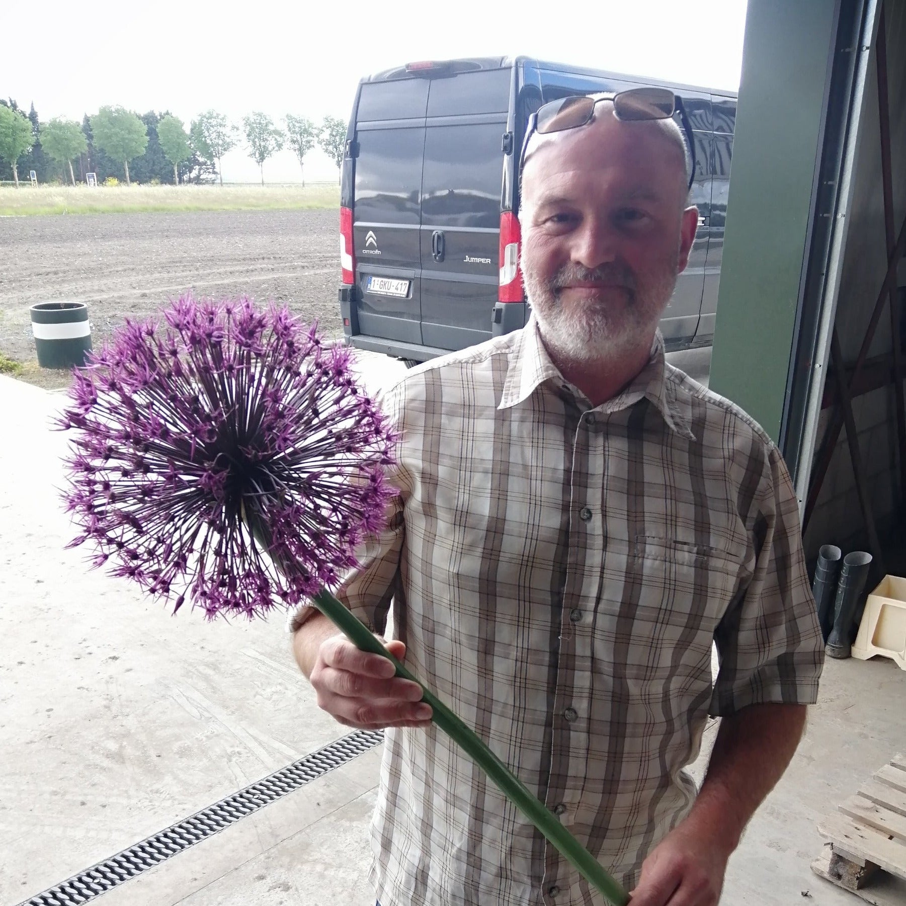 Prachtige super grote bloem.  U had er nog niet van gehoord?  Klopt, dit is een zeer schaars geteelde soort, en we hebben er na lang zoeken en aandringen welgeteld 1 kratje van kunnen bekomen.  Terechte winnaar van de RHS Award of Garden Merit (AGM)