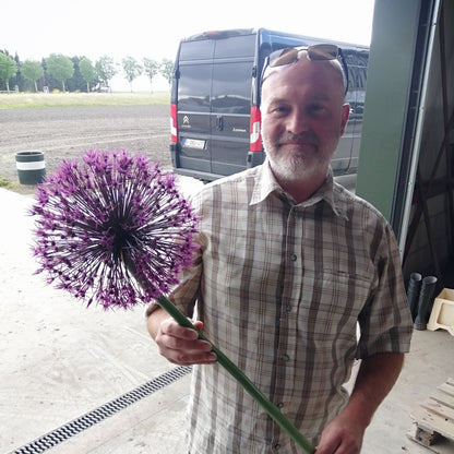 Prachtige super grote bloem.  U had er nog niet van gehoord?  Klopt, dit is een zeer schaars geteelde soort, en we hebben er na lang zoeken en aandringen welgeteld 1 kratje van kunnen bekomen.  Terechte winnaar van de RHS Award of Garden Merit (AGM)