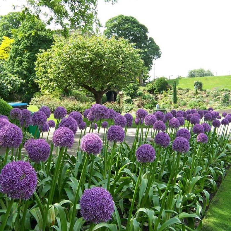 Net zoals de Globemaster is Allium Ambassador een soort die je meteen in je hart sluit.  De bloeitijd is juni, en de bloem kan een doorsnede bereiken van circa 17 cm met mooie diep paarse bloemen.  