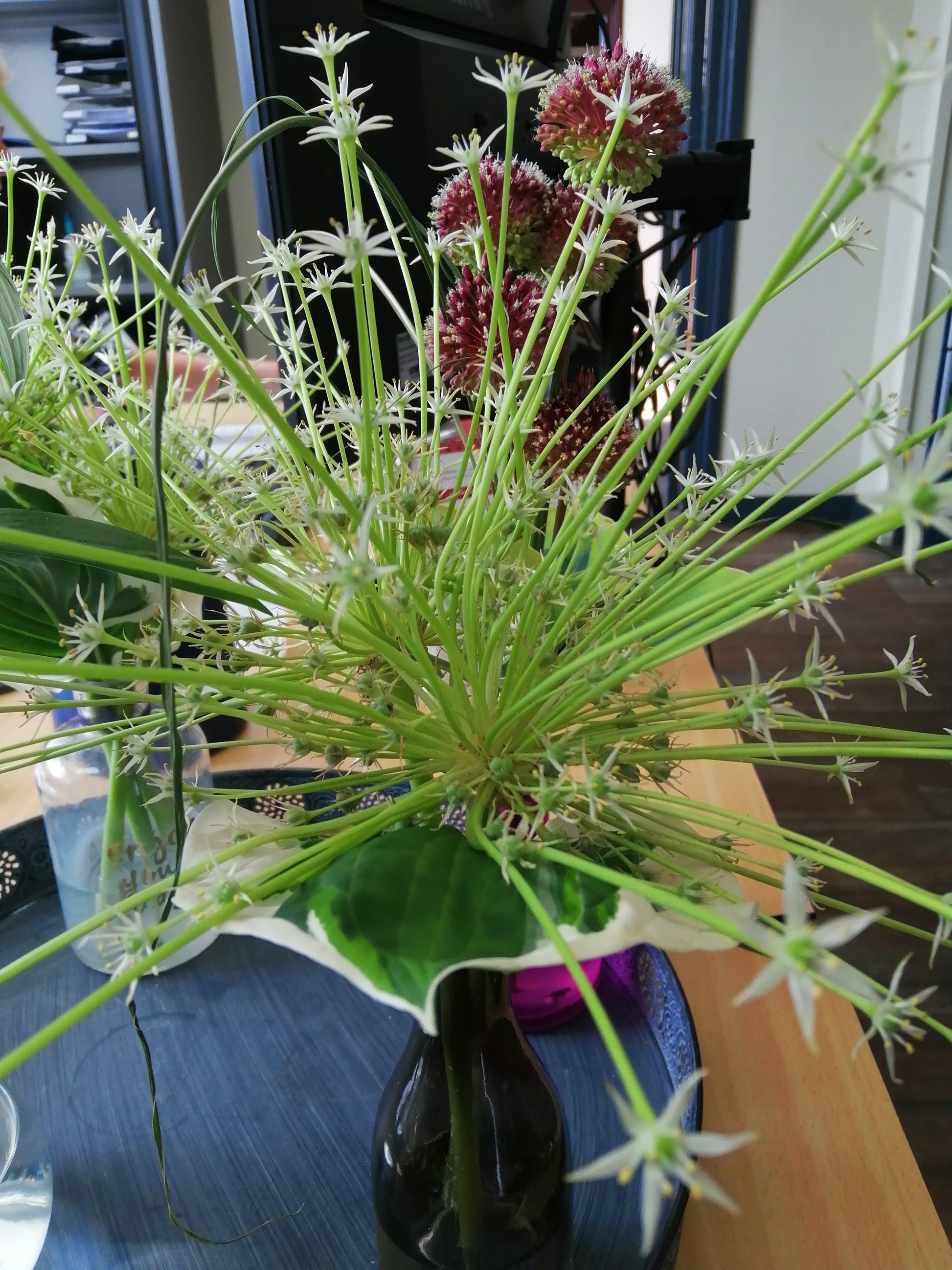 Allium Schubertii Arctic Snow®  Een witbloeiende vorm van Allium schubertii. Grote 'spiky'-vormige bloeiwijze, zeer geschikt als droogbloem