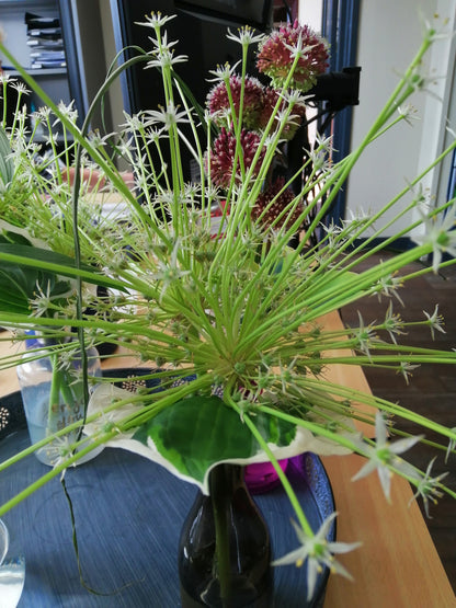 Allium Schubertii Arctic Snow®  Een witbloeiende vorm van Allium schubertii. Grote 'spiky'-vormige bloeiwijze, zeer geschikt als droogbloem