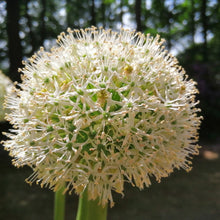 Afbeelding in Gallery-weergave laden, Mount Everest, prachtige statige witte Allium.  Bestel ze nu online op www.bulbes.net 
