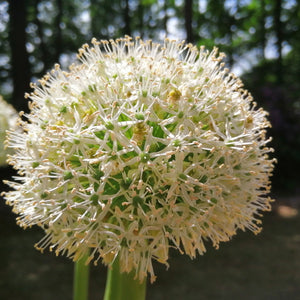 Mount Everest, prachtige statige witte Allium.  Bestel ze nu online op www.bulbes.net 