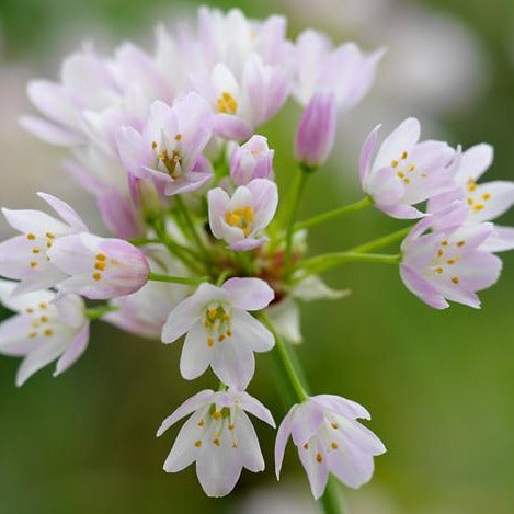 Allium Roseum  (Rosy Garlic)  Dit is nog zo’n schattige laagblijvende allium. 
