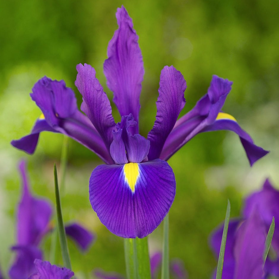 Iris Hollandica Valentine         (Hollandes iris)    Hollands geteeld bollen, dewelke het beste resultaat geven.  Blauwpaars met klein beetje geel naar het hart toe.