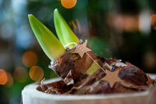 Afbeelding in Gallery-weergave laden, Amaryllis bol 
