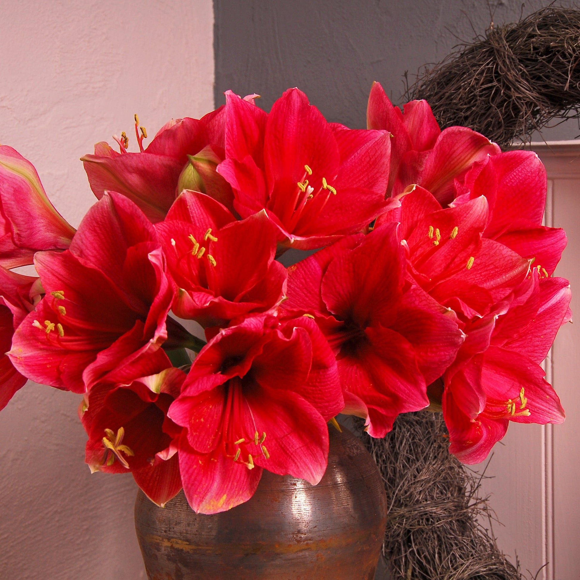 Bekijk snel welke amaryllis het beste bij uw sfeer in huis past! Bestel ze nu eenvoudig online  