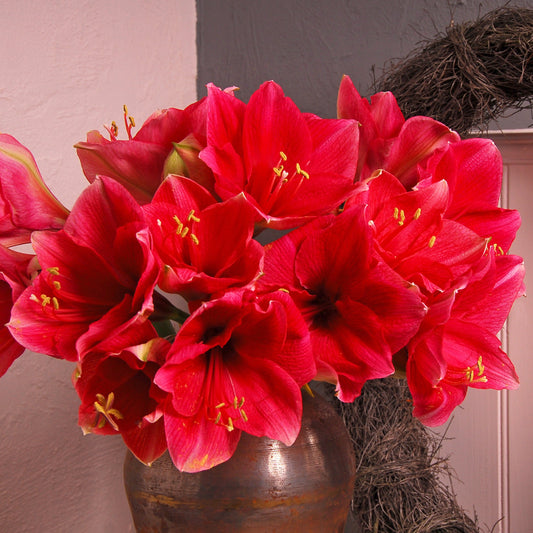 Bekijk snel welke amaryllis het beste bij uw sfeer in huis past! Bestel ze nu eenvoudig online  