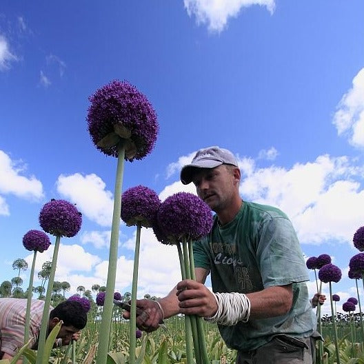 Allium Ambassador, bestel ze vanaf nu in onze webwinkel. 
