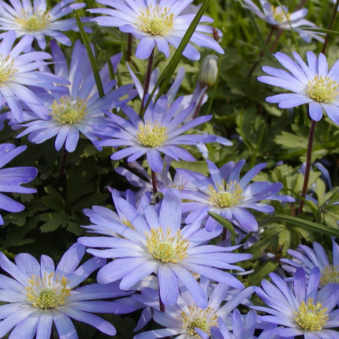 Anemoon Blanda blue shades, heerlijke blauwe tinten, geschikt voor verwildering 