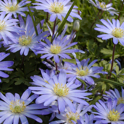 Anemoon Blanda blue shades, heerlijke blauwe tinten, geschikt voor verwildering 