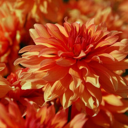 Dahlia Autumn Fairy.  Wanneer dahliaknollen kopen?   Bestel ze nu eenvoudig  online en plant dit voorjaar Dahliaknollen voor een mooie kleurrijke tuin of terras in de zomer!  Wij proberen steeds de grootste maat en beste kwaliteit aan te bieden voor het mooiste resultaat.