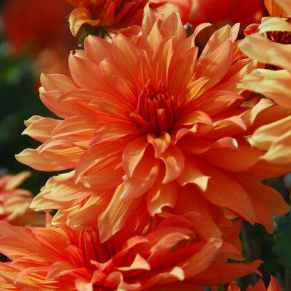 Dahlia Autumn Fairy             Decoratieve Perkdahlia's geven gevulde bloemen met brede lintbloemen in zeer compacte uitvoering.