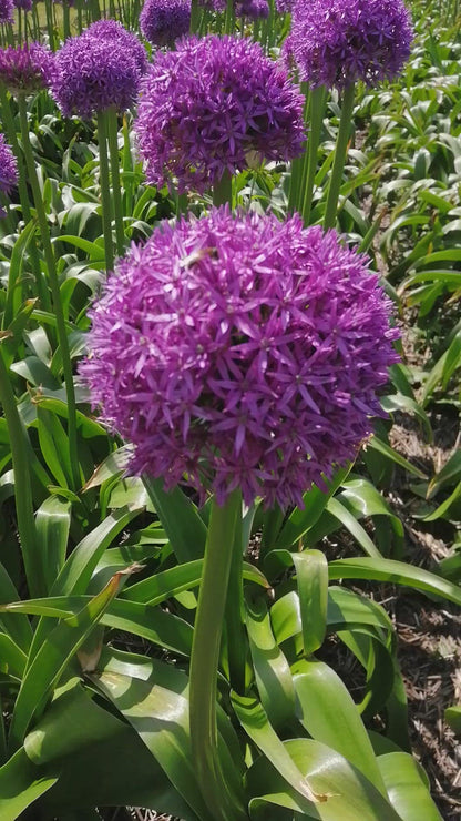Allium Globemaster op het veld in Noord Holland, ze dansen in de wind