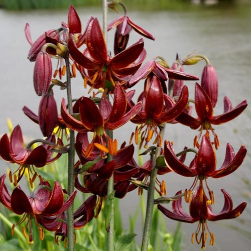 Maratgon Lelie Claude Shride, een echte schoonheid voor de tuin  