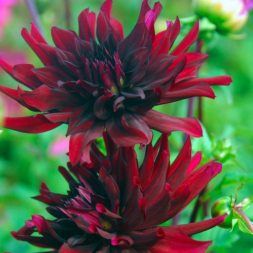 Dahlia Nuit d’été.   Mooie, donkerrode kleur en opgerolde bloemblaadjes. Voor een zomer lang bloemenplezier