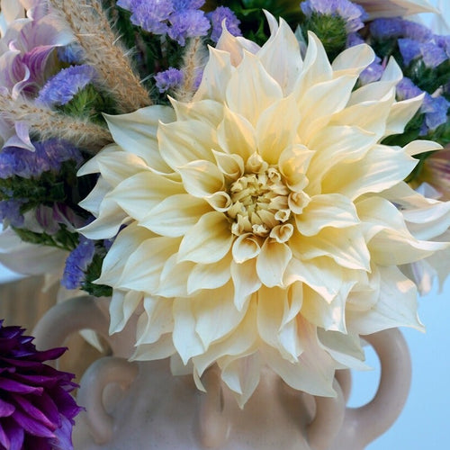 Dahlia Café au lait.            Wat een heerlijk mooie en feestelijke dahlia met koffie crème kleur en een bijzonder grote bloem.