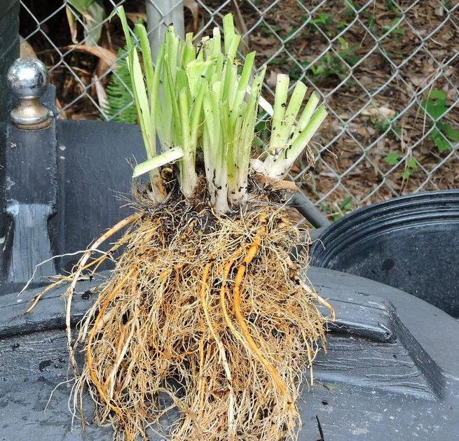 Hemerocallis wortel na enkele jaren 
