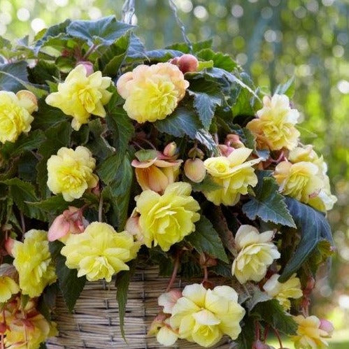 Lekker geurende mooie volle dubbele gele bloemen die een hele zomer lang bloeien. Een 'must' voor elk balkon. Opgelet, slechts beperkt beschikbaar.
