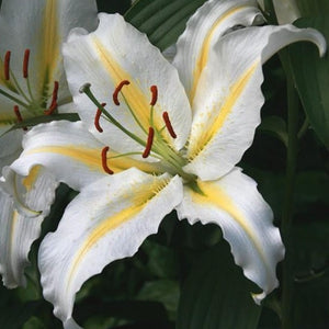 Lilium (lelie) Bafferari, lilium Oriental  Puur witte bloem met een mooi geel centrum en een bedwelmende geur!