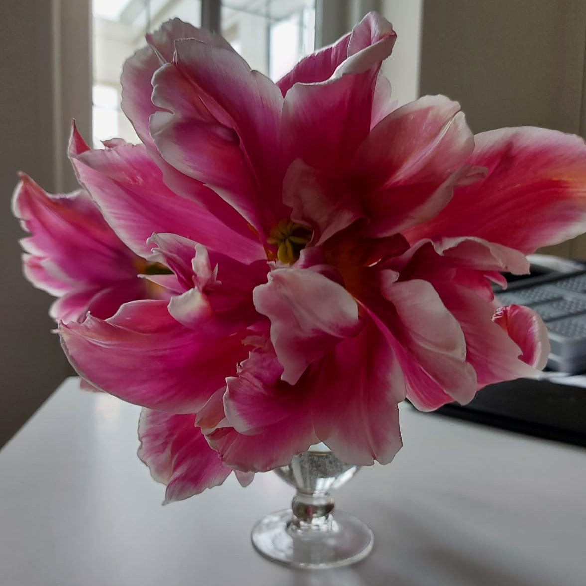 deze Ballade Exotic is echt wel van een buitenaards niveau.  Dankzij de kruising met een dubbele tulp heeft deze schoonheid ook nog eens ongeëvenaarde grote bloemen!
