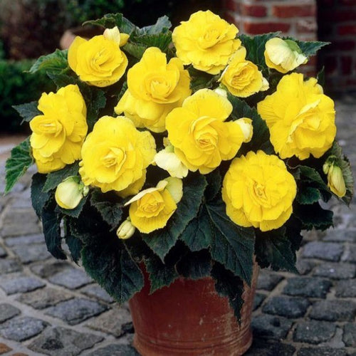 Begonia dubbel geel, bloeit heel de zomer