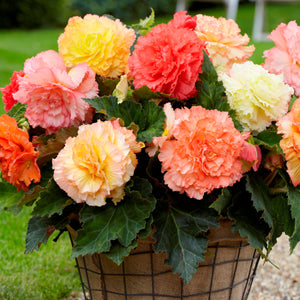 Op terras, balkon  of in de tuin, maandenlang bloemenplezier gegarandeerd met onze Gentse Begonia’s.