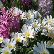 Charger l&#39;image dans la galerie, Anemonen blanda White Splendour
