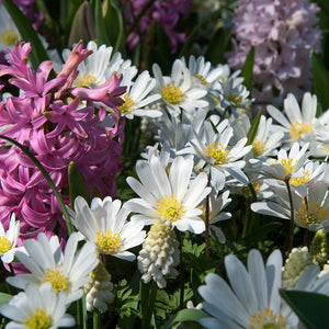 Anemonen blanda White Splendour