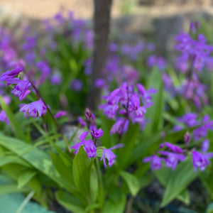 (Bletilla Striata) De Bletilla is een soort van tuinorchidee, en wordt ook wel aardorchidee genoemd.    