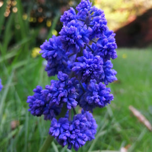 Muscari Blue Spike        Leuke soort met dicht op elkaar gepakte, dubbele bloemen