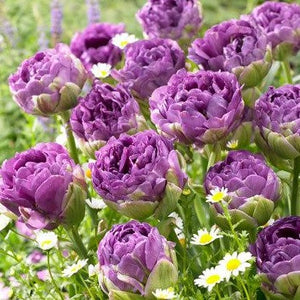 Tulp Dubbele Late Blue Wow®         De beste gekleurde, volledig dubbele tulp tot nu toe.