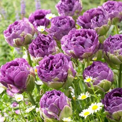 Tulp Dubbele Late Blue Wow®         De beste gekleurde, volledig dubbele tulp tot nu toe.