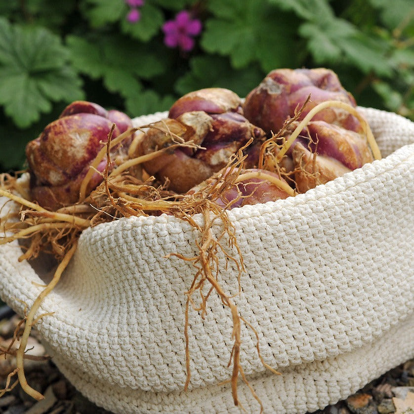 Zijn lelies wintervast?  Jazeker, eens de bollen geplant gewoon lekker met rust laten!
