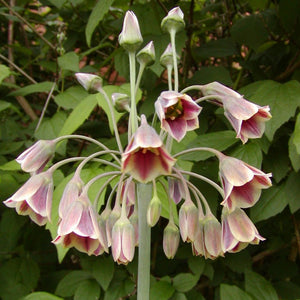 Allium Nectaroscordum  (Nectaroscordum siculum subsp. Bulgaricum)  Ook wel Bulgaarse ui genoemd. 