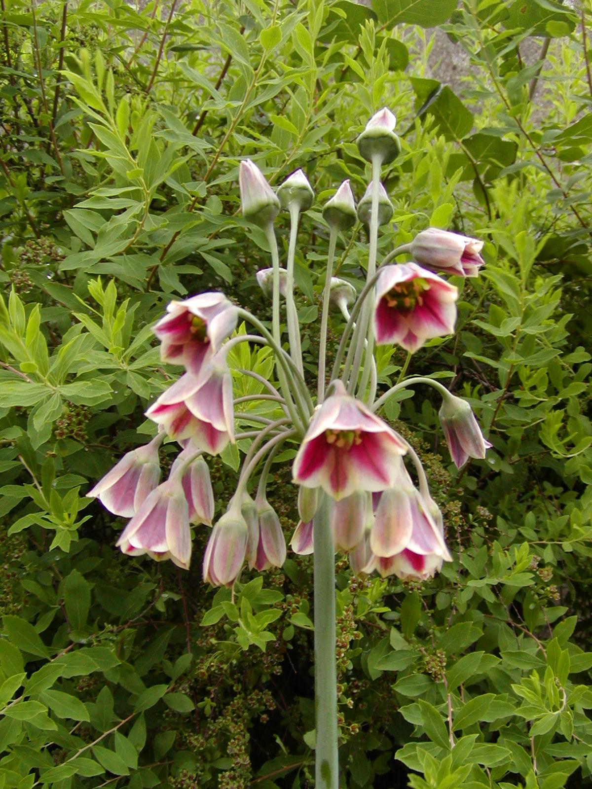Allium Nectaroscordum  (Nectaroscordum siculum subsp. Bulgaricum)
