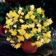 Lade das Bild in den Galerie-Viewer, Begonia Pendula Geel
