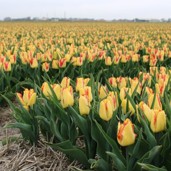 Enkele vroege Tulp Cape Town        Vroegbloeiende tulp met een botergele bloem met mooi rood randje.