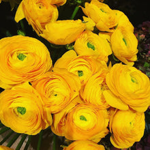Charger l&#39;image dans la galerie, Ranunculus geel.    Wanneer je zomerbloembollen kopen?   Bestel ze nu eenvoudig online en plant ze dit voorjaar
