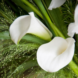 Albomaculata is wit met gevlekt blad.   50 – 60 cm hoog. De vroegere benaming is Calla