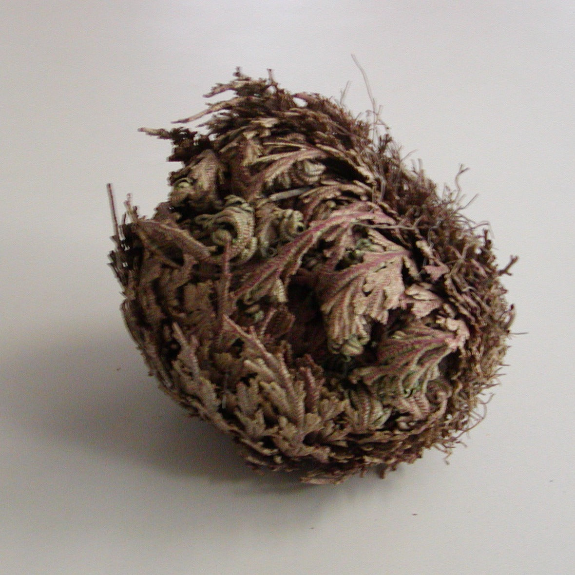 Roos van Jericho (Selaginella Lepidophylla) – Alkemade bloembollen
