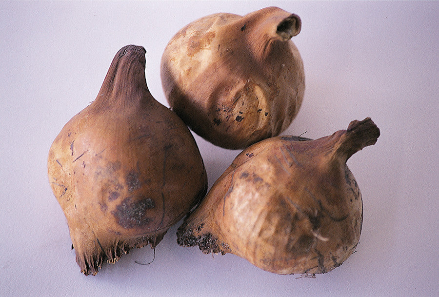 De bol van een Colchicum (Herfsttijloos) 