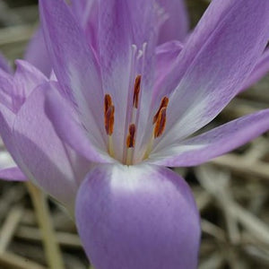 Colchicum Giant  ((Herfsttijloos, Naakte Begijn of Bloot Juffertje).  Eén van de laatst bloeiende Colchicum's met violette bloemen en grote witte basis. 
