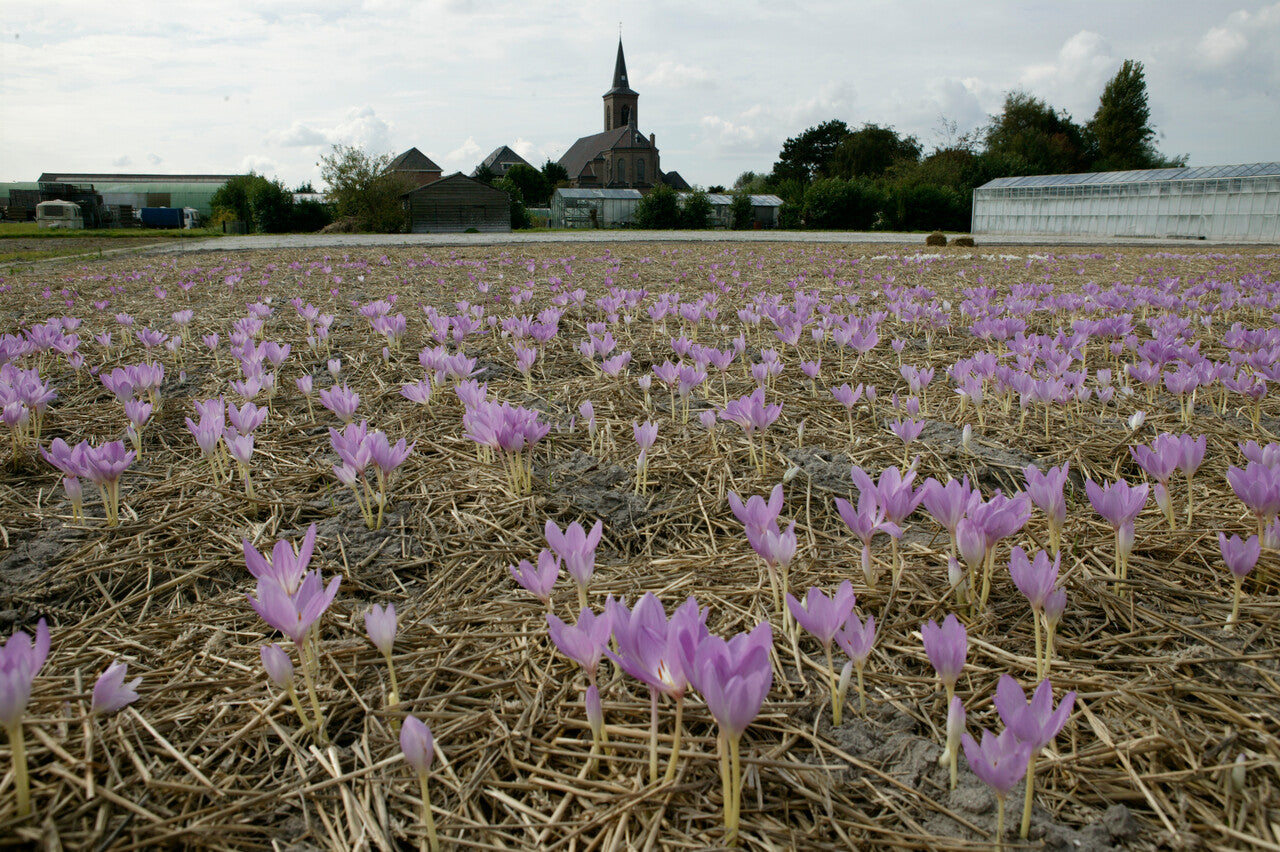 Colchicums op het veld 