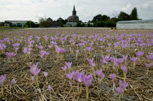 Lade das Bild in den Galerie-Viewer, Colchicums op het veld 

